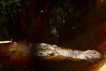 crocodile