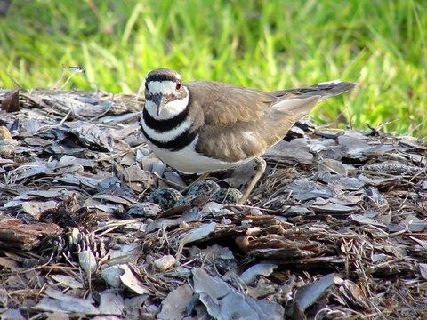 Killdeer And Eggs