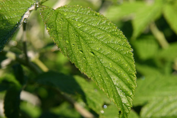 green leaf