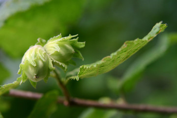 green hazelnuts
