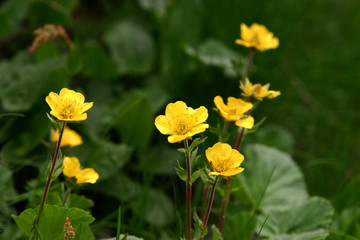 golden flower