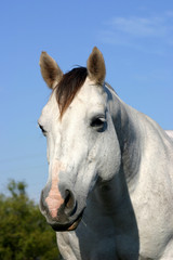 Fototapeta na wymiar gray horse