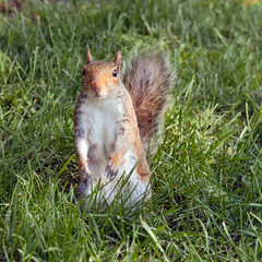 squirrel in the park