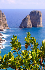 capri island view from plant