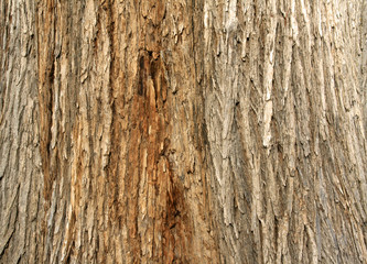 tree bark background