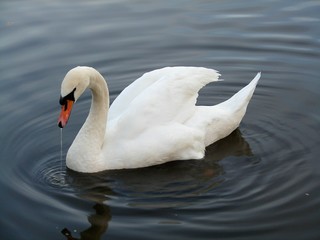 Obraz premium swan swimming