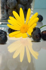 yellow daisy and blueberries