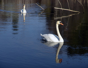two swans