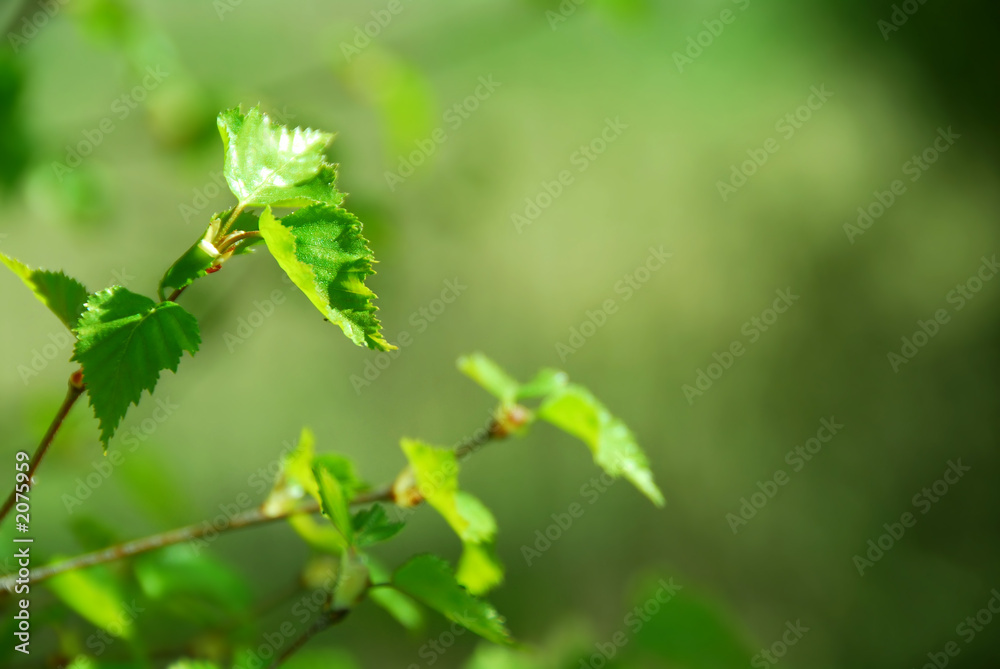 Canvas Prints spring tree