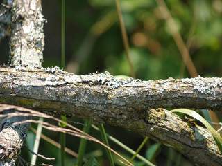 mossy branch