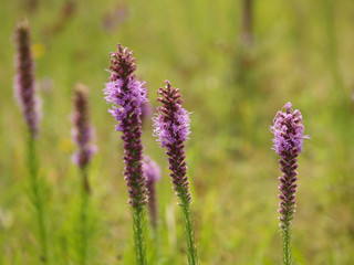 Obraz premium purple weeds