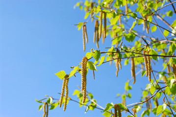 Fototapeta premium spring tree