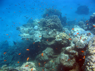 Fototapeta na wymiar unterwasserwelt