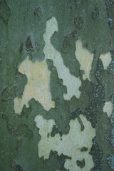 bark detail background