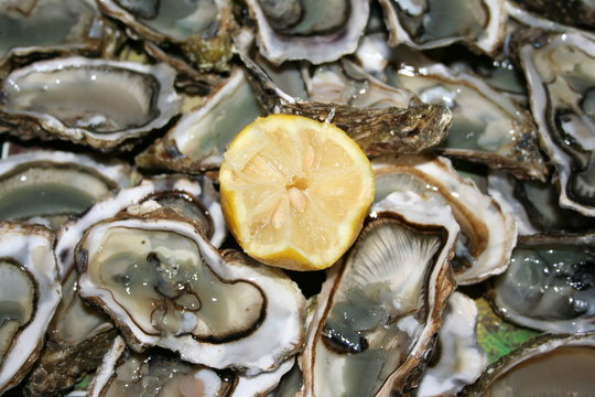 fresh oysters ready to eat