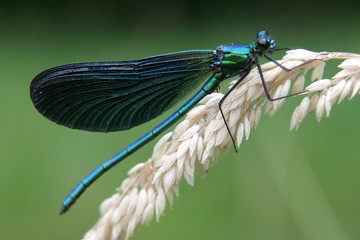 libellule © Pierre-Alain Dutheil