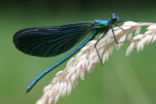 libellule