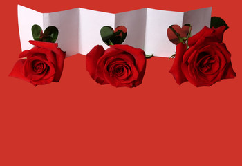 valentine red rose