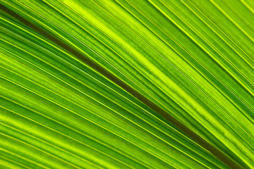 tropical