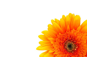 orange daisy close up