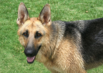 german shepherd