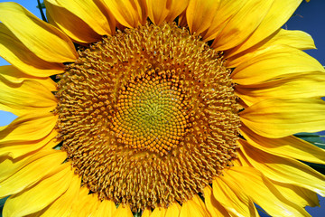 sunflower