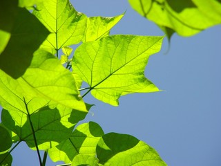 la natura in cielo