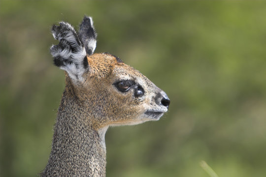klipspringer profile