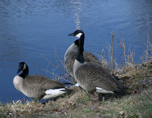 three canadian geese
