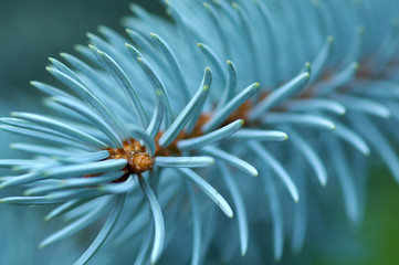 detail of siberian silver spruce