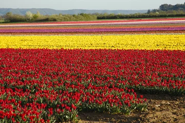 Poster de jardin Tulipe tulipani multicolore