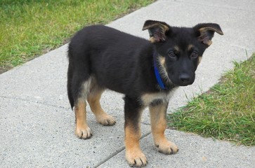 german shepherd puppy