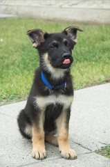 german shepherd puppy