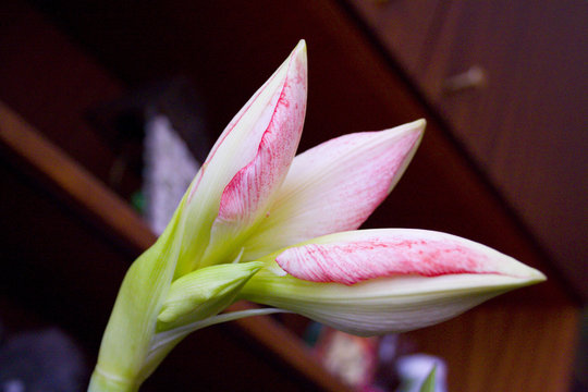 amarylis flower
