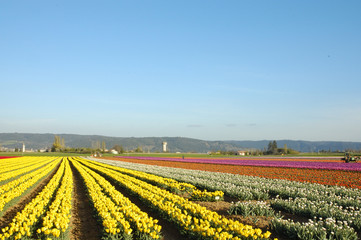 Fototapeta na wymiar campo di tulipani