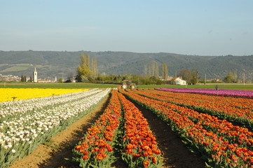 filari di tulipani in provenza