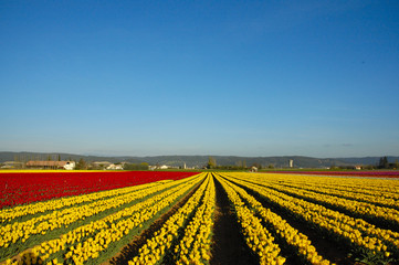 campi di tulipani in fiore