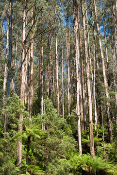 tall eucalypt rainforest