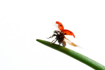 ladybird flight