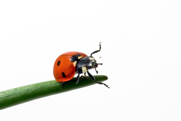ladybug run