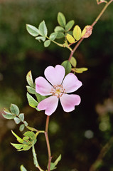 &ocirc; &eacute;glantier si gracieux !