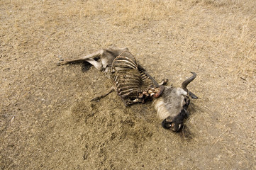 la dure lois de la jungle