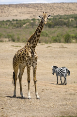 girafe masaï
