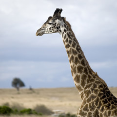 girafe masaï