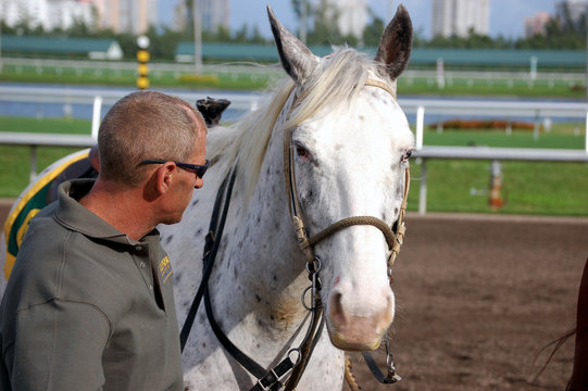 outrider and his horse