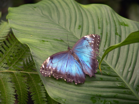 blauer morphofalter