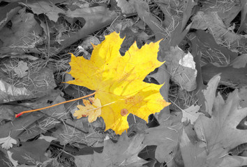 autumn individuality