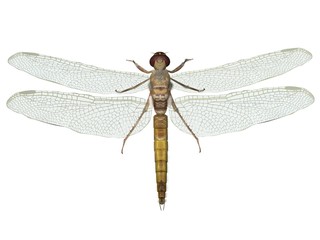 libellule the dragonfly