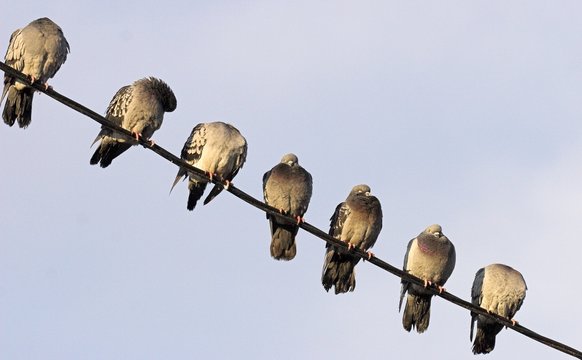 bird on the line