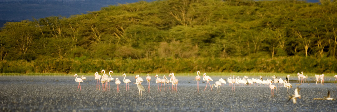 colonie de flamants roses
